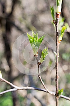 Hazelnut blossoms young leaves