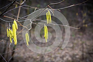 Hazelnut branches with catkins