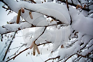 Hazelnut branches under the snow