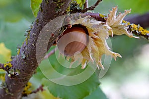 American Hazelnut Brown on Tree Branch 04 photo