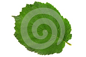 Hazelnut closeup leaf