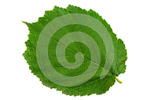 Hazelnut closeup leaf