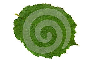 Hazelnut closeup leaf