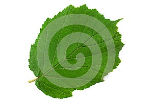 Hazelnut closeup leaf