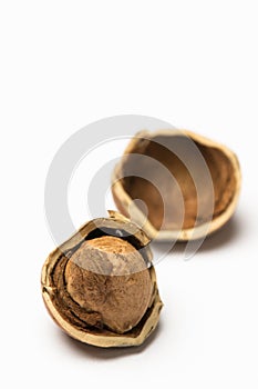 Hazelnut Cracked Open