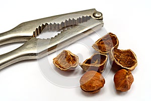 Hazelnut cracked open with nut cracker