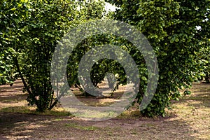 Hazelnut fields in spring in the Piedmontese Langhe