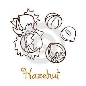 Hazelnut, filbert, cobnut, hazel hand drawn graphics element for packaging design of nuts and seeds or snack. Vector