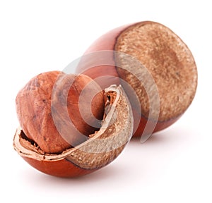 Hazelnut or filbert nut isolated on white background cutout photo