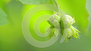 Hazelnut. The fruit of the hazelnut on the branch. Hazelnuts ripen on a tree branch in farm garden with sunbeams. Slow photo