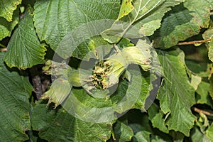 Hazelnut garden. Hazelnuts in a green shell on the branches in the hand. Fruits and flowers