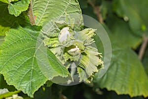 Hazelnut garden. Hazelnuts in a green shell on the branches in the hand. Fruits and flowers