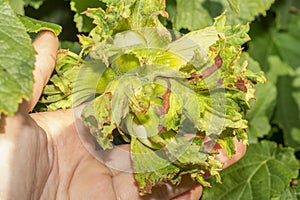 Hazelnut garden. Hazelnuts in a green shell on the branches in the hand. Fruits and flowers