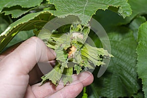 Hazelnut garden. Hazelnuts in a green shell on the branches in the hand. Fruits and flowers