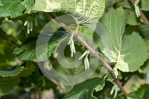 Hazelnut garden. Hazelnuts in a green shell on the branches in the hand. Fruits and flowers