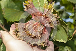 Hazelnut garden. Hazelnuts in a green shell on the branches in the hand. Fruits and flowers