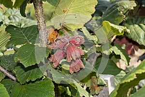 Hazelnut garden. Hazelnuts in a green shell on the branches in the hand. Fruits and flowers