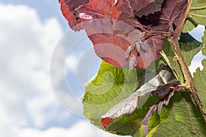 Hazelnut garden. Hazelnuts in a green shell on the branches in the hand. Fruits and flowers