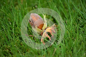Hazelnut on green grass