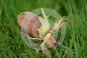 Hazelnut on green grass