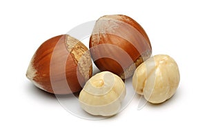 Hazelnut Group