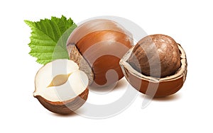 Hazelnut group with leaves isolated on white background. Nuts in nutshell