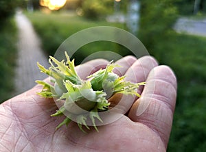 hazelnut grows on the hand