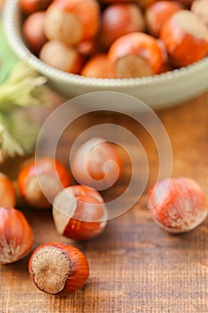 hazelnut Harvest Season.Nuts with green leaves. Healthy fats.Farmed organic hazelnuts.