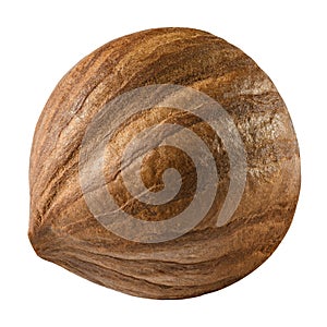 Hazelnut isolated closeup as package design elements. Fresh organic filbert on white background. Nut macro without shell.