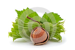 Hazelnut with leaf