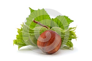 Hazelnut with leaf
