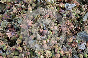 hazelnut nut collected in a heap, harvesting