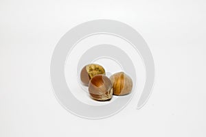 Hazelnut nut in its shell on a white background close-up