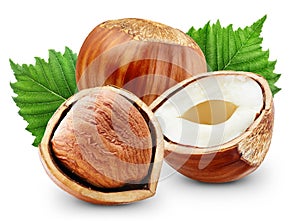 Hazelnut with nut leaves and half isolated