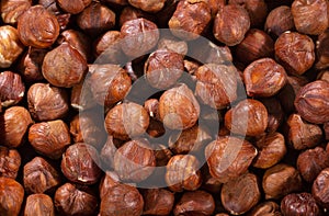 Hazelnut nuts, organic dry fruit - Corylus avellana photo