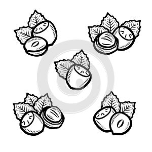 Hazelnut nuts set. Collection icon hazelnut nuts. Vector