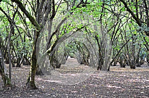 Hazelnut Orchard