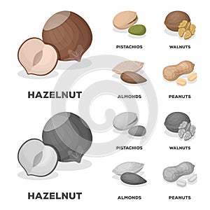 Hazelnut, pistachios, walnut, almonds.Different kinds of nuts set collection icons in cartoon,monochrome style vector