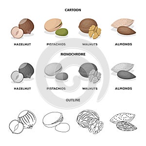 Hazelnut, pistachios, walnut, almonds.Different kinds of nuts set collection icons in cartoon,outline,monochrome style