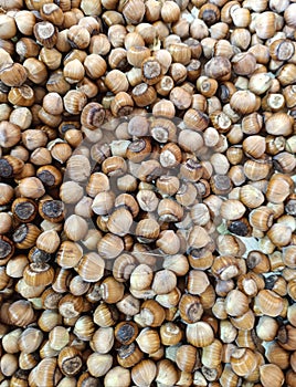 hazelnut placer, natural background of nuts