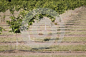 Hazelnut Rows, Willamette Valley, Oregon