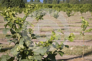 Hazelnut Rows, Willamette Valley, Oregon