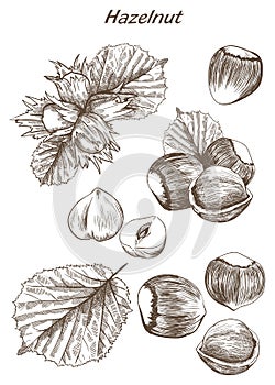 Hazelnut set of sketches