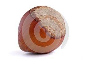 Hazelnut in shells.