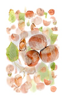 Hazelnut Slice and Leaf Abstract