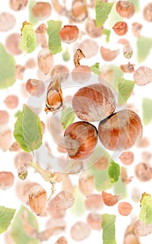 Hazelnut Slice and Leaf Abstract