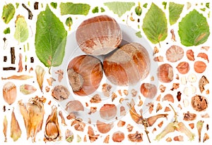 Hazelnut Slice and Leaf Collection