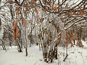 A hazelnut in a snow-covered forest. The beauty of nature. Tree.