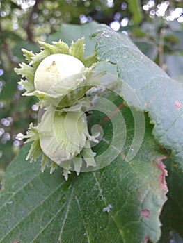 hazelnut. summer time. July 2018.