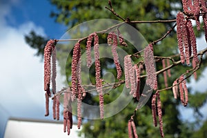 Flowering hazelnuts tree in March